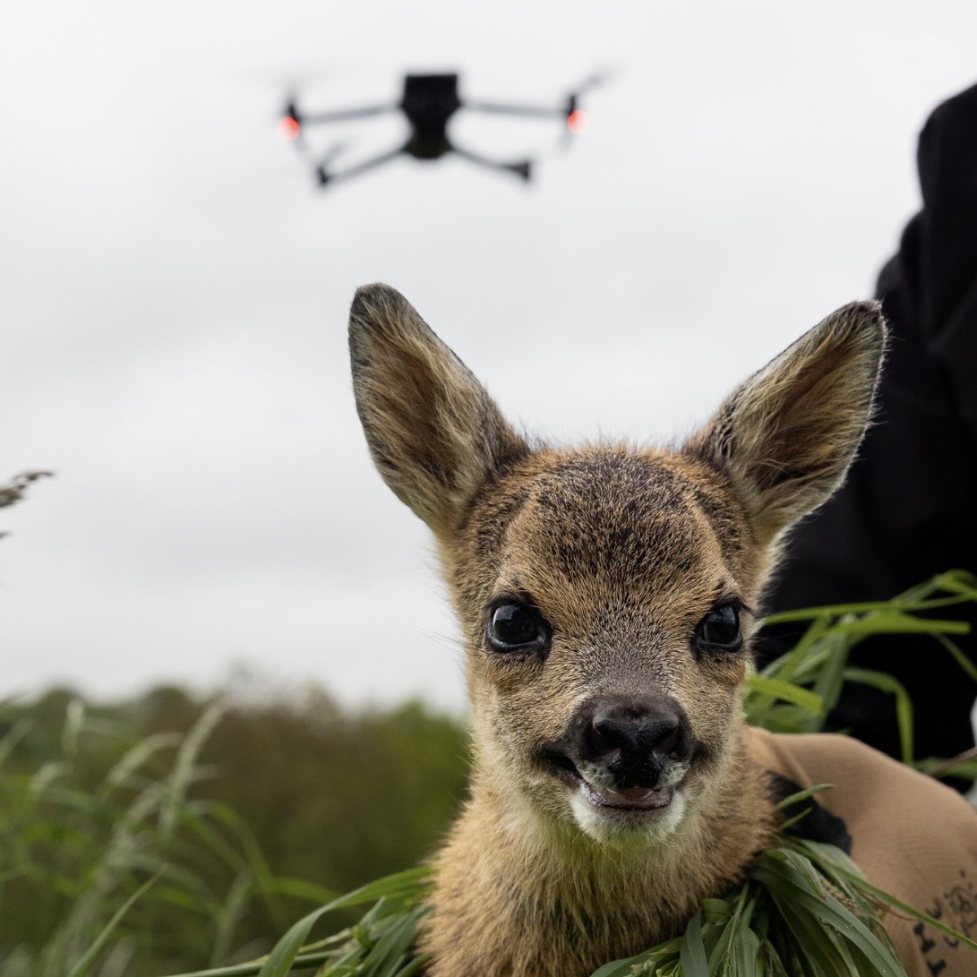 Rescued fawn with DJI drone in background — Kitzrettung thermal detection
