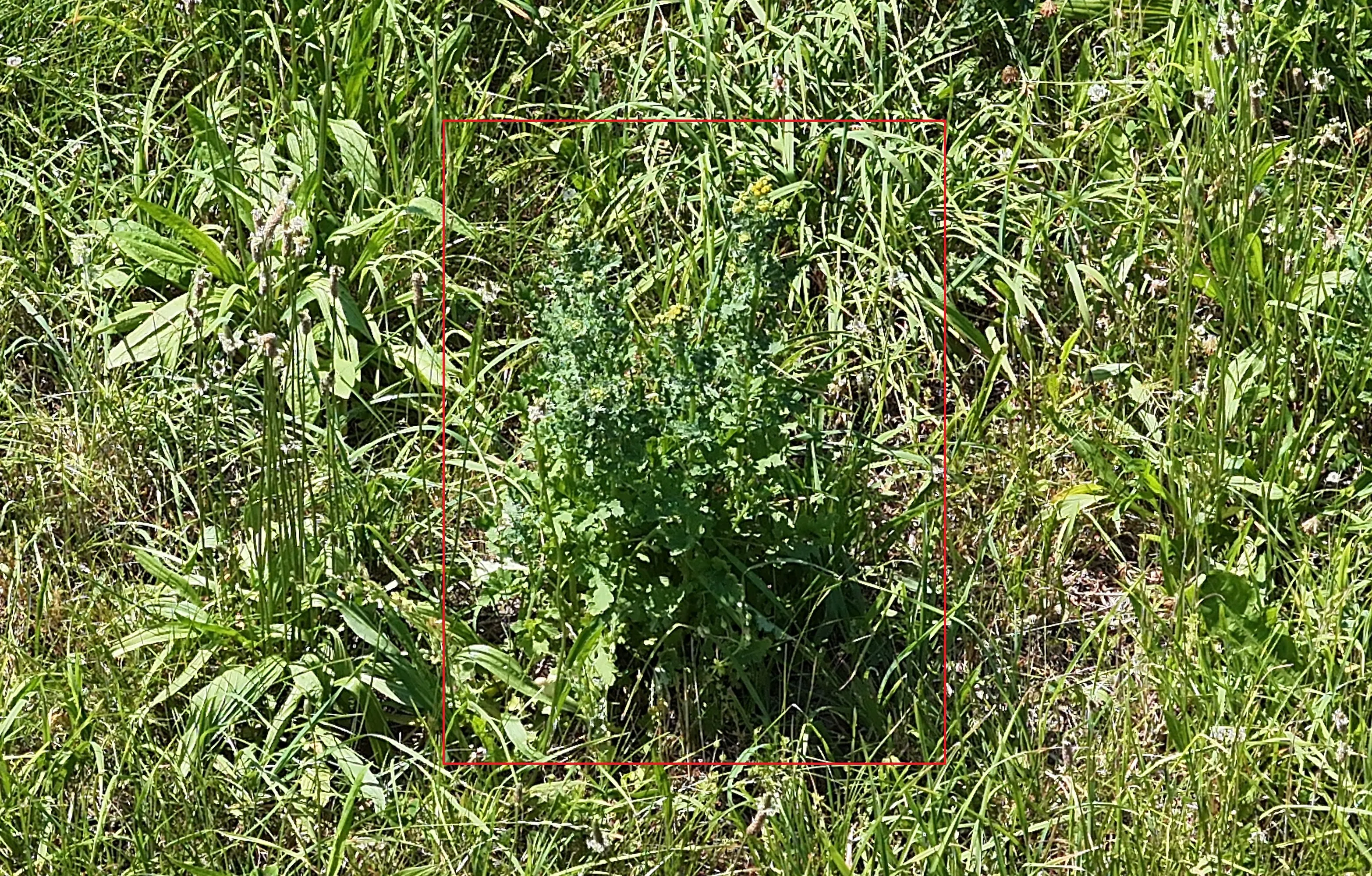 Aerial capture of grassland with a ragwort plant marked by a red detection box drawn by the model