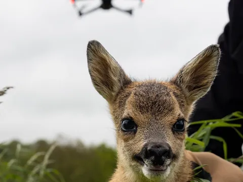Rescued fawn with DJI drone in background — Kitzrettung thermal detection