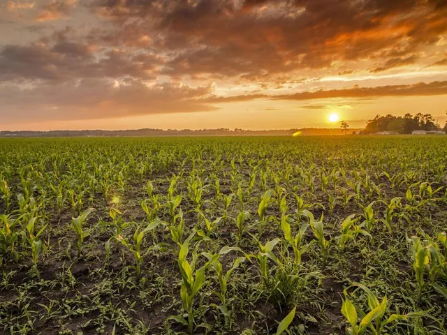 Junges Maisfeld bei Sonnenuntergang