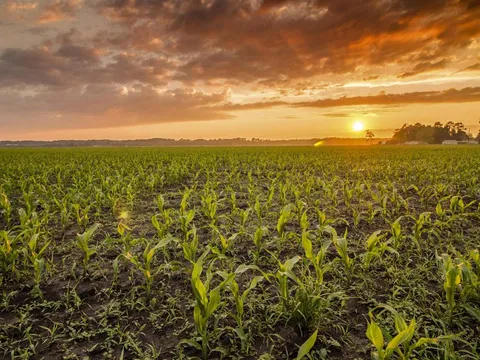 Junges Maisfeld bei Sonnenuntergang