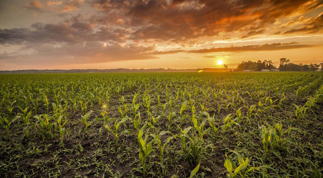 Agricultural field at sunset — drone NDVI crop health mapping